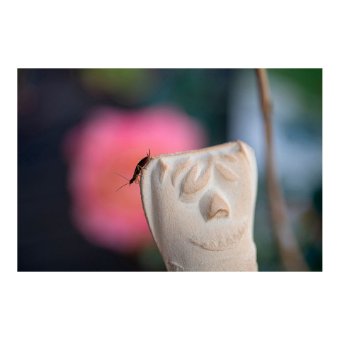 3er-Set Ohrwurmhaus, Insektenhaus und Schädlingsabwehr #3