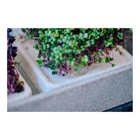 Mikrogarten XL Granicium mit Kräuterschere #4