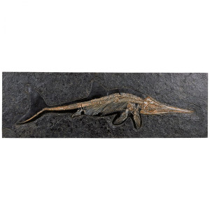 Fossiler Ichthyosaurier
